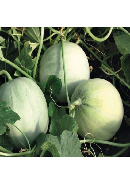 50 Adet Tohum Organik Bahçe Gönen Kavunu Tohumu Yeni Hasat Taze Tohum Hediye Tohumludur