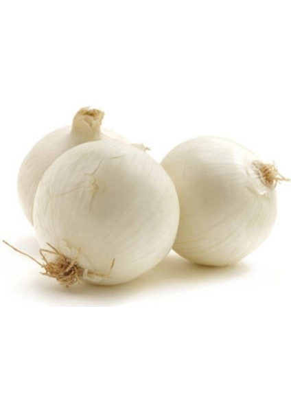 50 Adet Tohum Tatlı Beyaz Soğan Tohumu Sürpriz Hediye Sebze Tohumludur