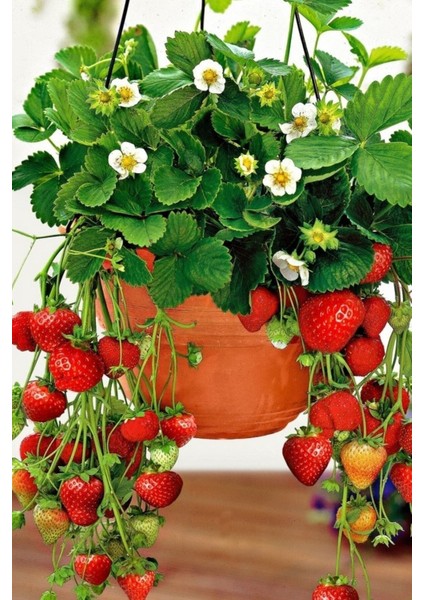 50 Adet Tohum Taze Organik Çilek Tohum Bahçe Kırmızı Lezzetli Köy Çileği Tohumu Saksılık Çilekler