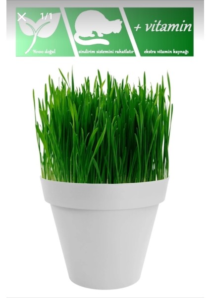 Tüy Yumağı Önleyici Doğal Kedi Çimi Tohumu (Tohum,toprak,saksı)