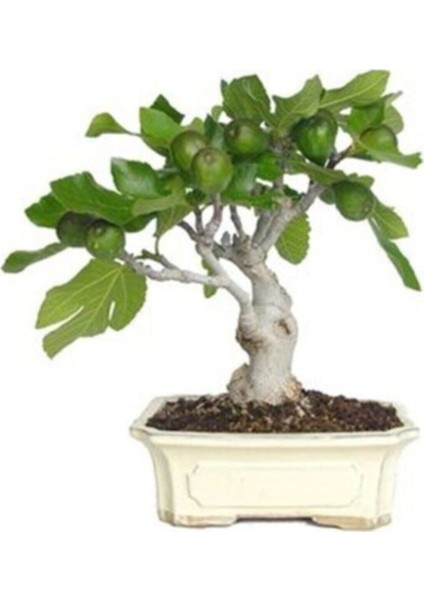 Bonsai Yeşil Incir Ağacı Tohumu 5 Adet Tohum