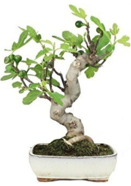 Bonsai Yeşil Incir Ağacı Tohumu 5 Adet Tohum fiyatları