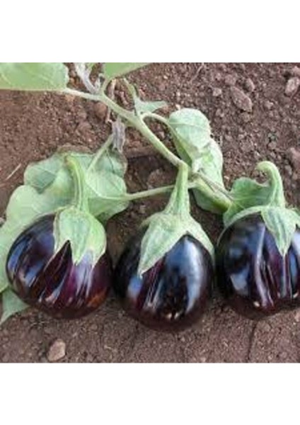 100 Adet Tohum Süper Paket Topak Patlıcan Tohumu Adana Topak Patlıcan Tohumu Sürpriz Hediye Tohum modelleri