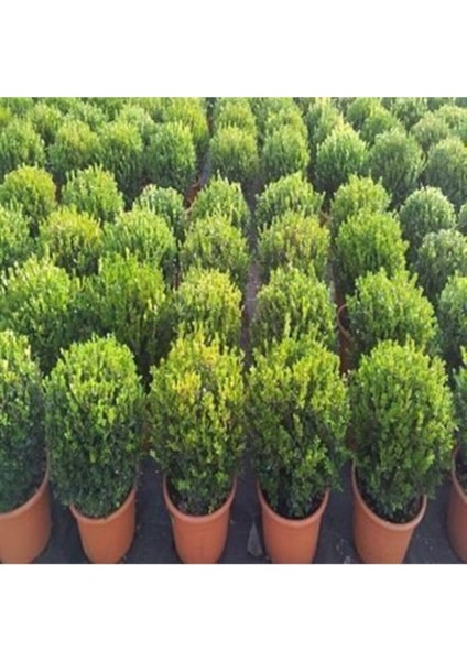 5 Ade Tohum Nadir Şimşir Süs Ağaç Tohumu Şimşir Ağacı Tohumu Saksı Toprak Hediyemizdir