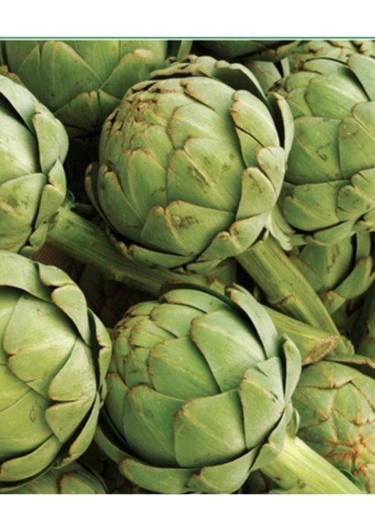 25 Adet Tohum Organik Bahçe Enginar Tohumu Geleneksel Tohumu Saksı Toprak Hediyemizdir