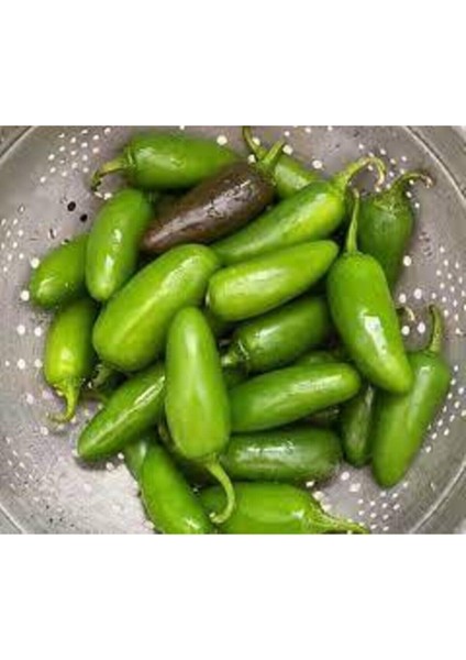 100 Adet Meksika Biberi Tohum Acı Meksika Biberi Tohumu Jalapeno Jalepeno Saksı Toprak Hediye