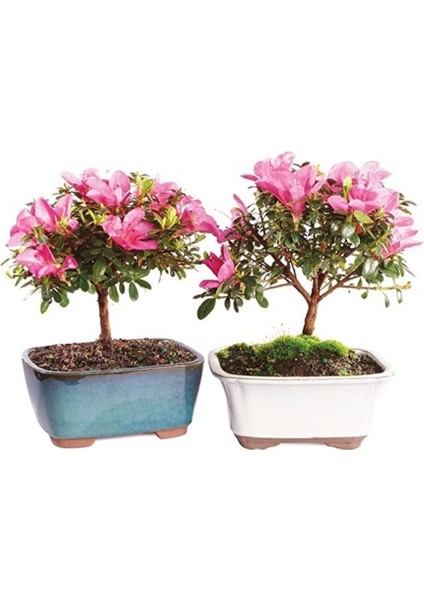 Bodur Bonsai Orkide Ağacı Tohumu 5 Adet Tohum fiyatları