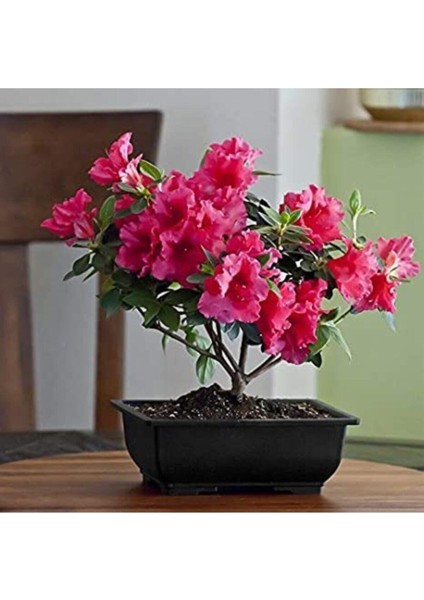 Bodur Bonsai Orkide Ağacı Tohumu 5 Adet Tohum modelleri