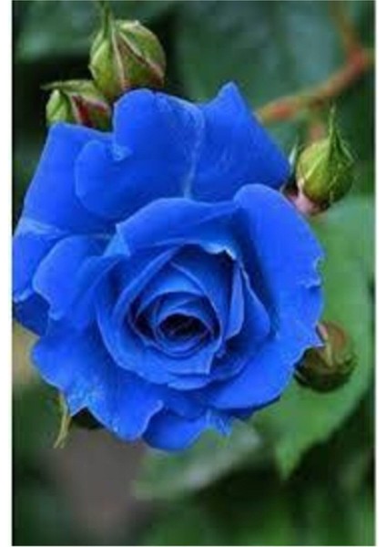 5 Adet Tohum Nadir Bulunan Mavi Gül Tohumu Mavi Bahçe Gülü Saksı Toprak Hediyemizdir