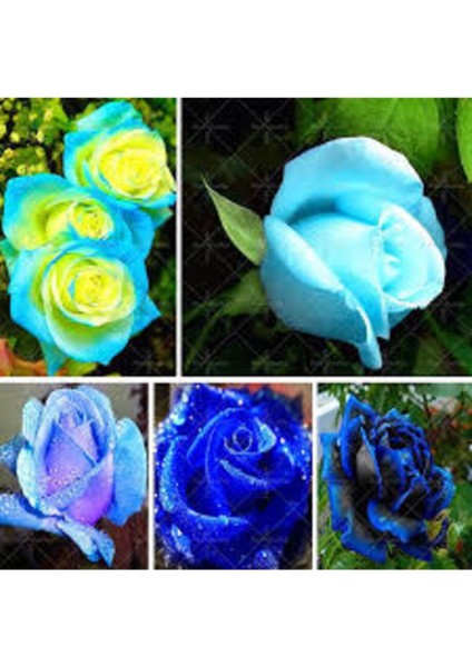 5 Adet Tohum Nadir Bulunan Mavi Gül Tohumu Mavi Bahçe Gülü Saksı Toprak Hediyemizdir modelleri