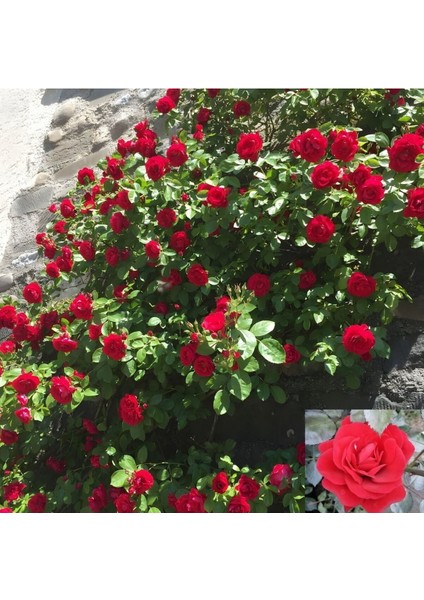 20 Adet Tohum Nadir Organik Kırmızı Sarmaşık Gül Tohumu Kabir Mezar Güller fiyatları