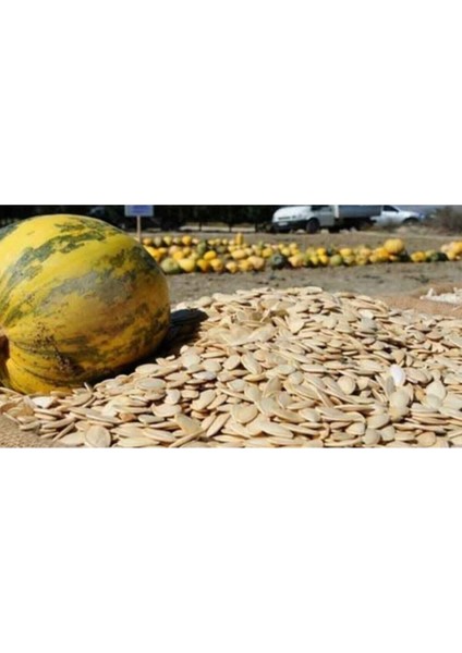 Kabak Çekirdeği Tohumu Çekirdeklik Nevşehir Kabak Çekirdeği Tohumu 15 Adet Tohum modelleri