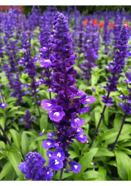 Ada Çayı Çiçeği Tohumu Mor Adaçayı Tohumu 10 Adet Tohum modelleri