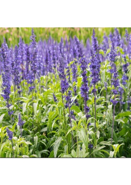 Ada Çayı Çiçeği Tohumu Mor Adaçayı Tohumu 10 Adet Tohum fırsatları