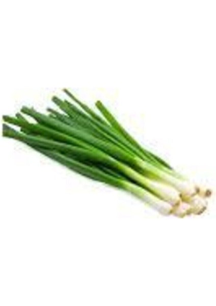 50 Adet Tohum Taze Firik Acısız Yeşil Soğan Tohumu Sürpriz Hediye Tohum modelleri