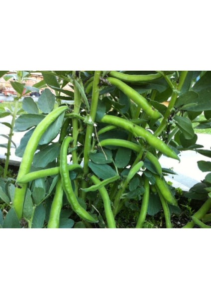 Sakız Bakla Tohumu Yerli Sakız Bakla Tohumu 15 Adet Dev Tohum Bakla Tohumu modelleri