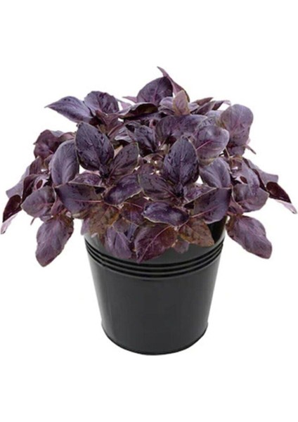 50 Adet Tohum Nadir Mor Mis Kokulu Fesleğen Çiçeği Tohumu Hobi Balkon Çiçek Saksı Toprak