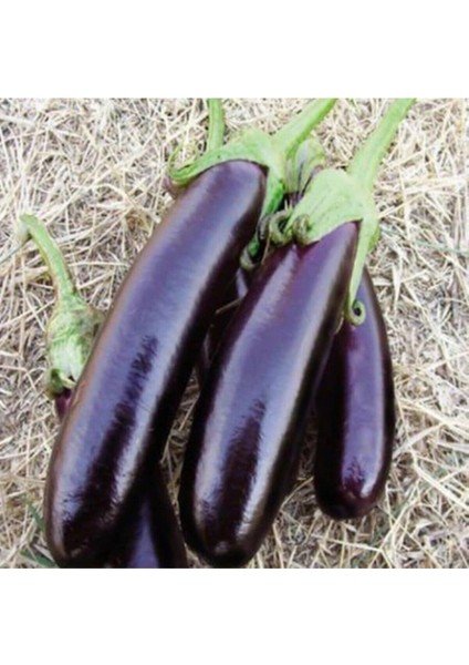 Eko Paket 150 Tohum Kemer Patlıcan Tohumu Kemer Patlıcanı Tohumu fiyatları