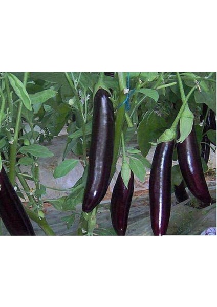 Eko Paket 150 Tohum Kemer Patlıcan Tohumu Kemer Patlıcanı Tohumu modelleri