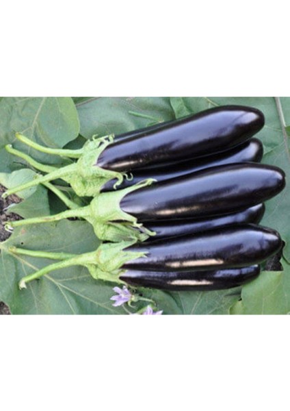 Eko Paket 150 Tohum Kemer Patlıcan Tohumu Kemer Patlıcanı Tohumu fırsatları