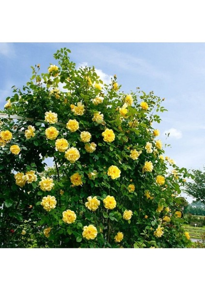 Sarı Sarmaşık Gül Tohumu Sarı Gül Tohumu 5 Adet Tohum fiyatları