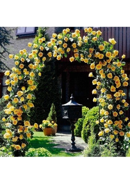 Sarı Sarmaşık Gül Tohumu Sarı Gül Tohumu 5 Adet Tohum modelleri