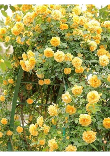 Sarı Sarmaşık Gül Tohumu Sarı Gül Tohumu 5 Adet Tohum fırsatları