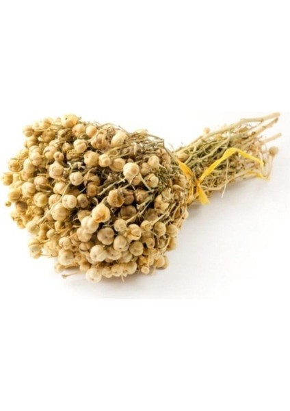 Üzerlik Tohumu Üzerlik Otu Tohumu Nazarotu Tohumu 25 Adet Tohum