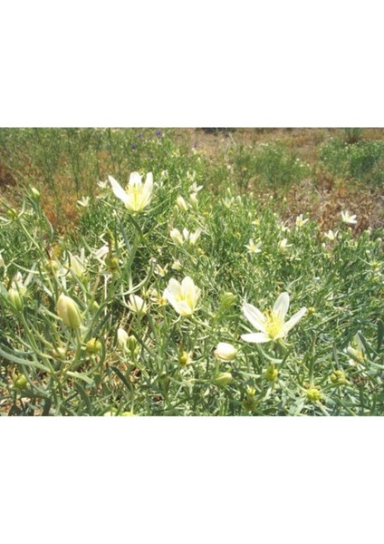 Üzerlik Tohumu Üzerlik Otu Tohumu Nazarotu Tohumu 25 Adet Tohum modelleri