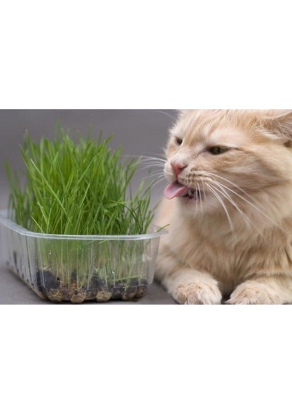 Kedi Çimi Tohumu 30 Gram İthal Kedi Çimi Tohumu