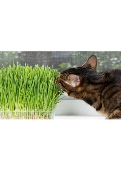 Kedi Çimi Tohumu 30 Gram İthal Kedi Çimi Tohumu fiyatları