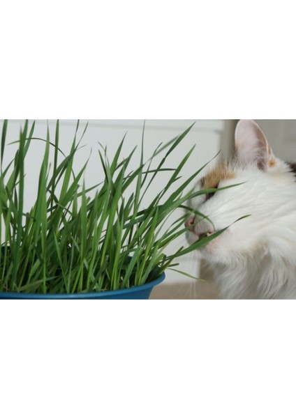 Kedi Çimi Tohumu 30 Gram İthal Kedi Çimi Tohumu modelleri