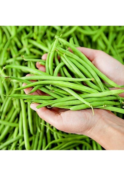 Acebek Tohumu Börülce Tohumu 20 Adet Tohum