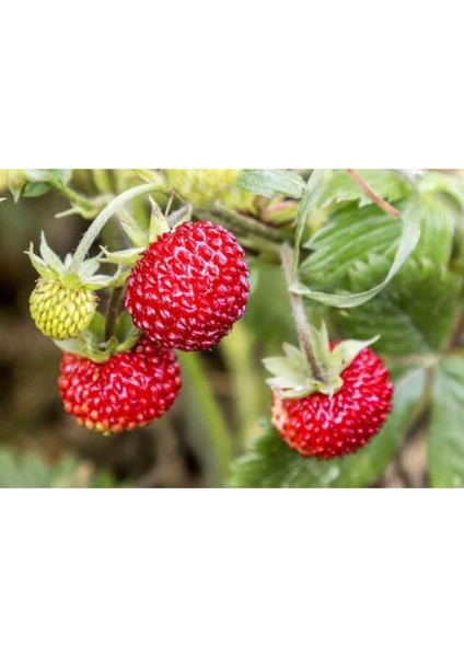 Nadir Dağ Çileği Tohumu 10 Adet Çilek Tohumu + Saksı + Toprak fiyatları