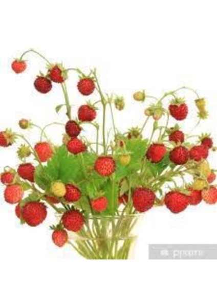 Nadir Dağ Çileği Tohumu 10 Adet Çilek Tohumu + Saksı + Toprak modelleri