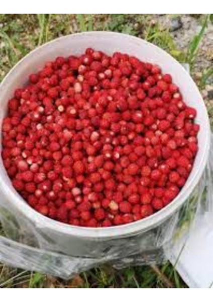 Nadir Dağ Çileği Tohumu 10 Adet Çilek Tohumu + Saksı + Toprak fırsatları