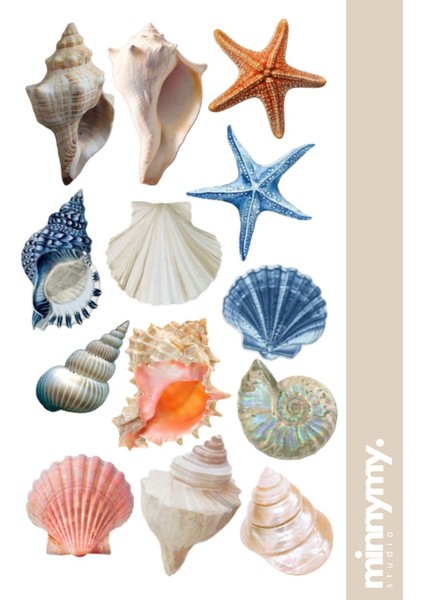 Seashell Collection Sticker, Çıkartma, Ajanda, Günlük, Planlayıcı, Bullet Journal ,scrapbook