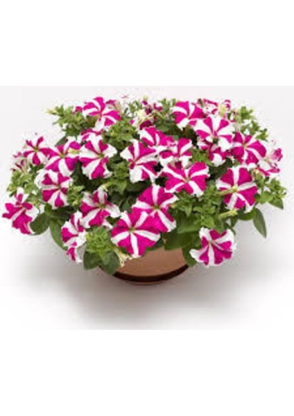 Karışık Petunya Çiçeği Tohumu 20 Adet