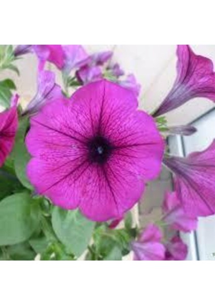 Karışık Petunya Çiçeği Tohumu 20 Adet fiyatları