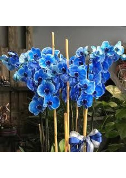 Mavi Orkide Tohumu 15 Adet