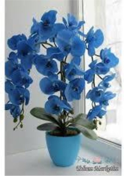 Mavi Orkide Tohumu 15 Adet fiyatları