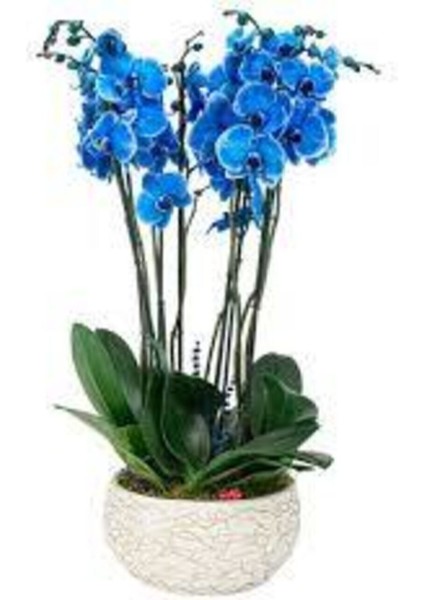 Mavi Orkide Tohumu 15 Adet modelleri