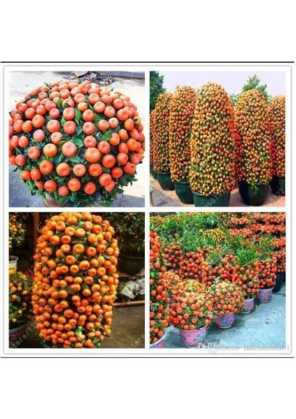 5 Adet Tohum Bodur Bonsai Mandalina Tohumu Bonzai Ağacı Tohum