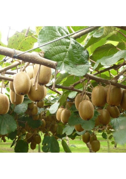 Kivi Ağacı Tohumu Yeşil Tatlı Kivi Tohumu 10 Adet Tohum modelleri