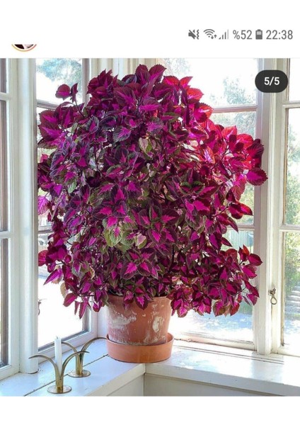 50 Adet Tohum Yaprağı Güzel Çiçeği Tohumu Nadir Bulunan Güzel Yaprak Çiçek Hediye Tohumlu