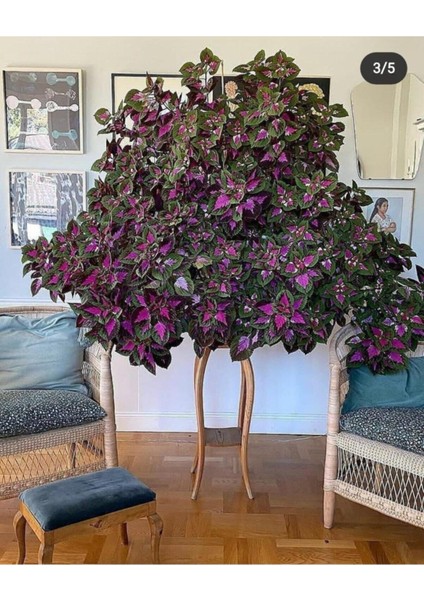 50 Adet Tohum Yaprağı Güzel Çiçeği Tohumu Nadir Bulunan Güzel Yaprak Çiçek Hediye Tohumlu fiyatları