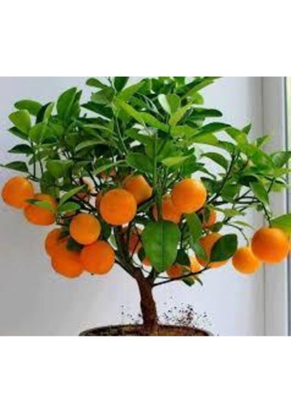 5 Adet Tohum Bodur Bonsai Mandalina Bonsai Ağacı Tohum Sürpriz Hediye Bonsai Ağacı Tohum fiyatları