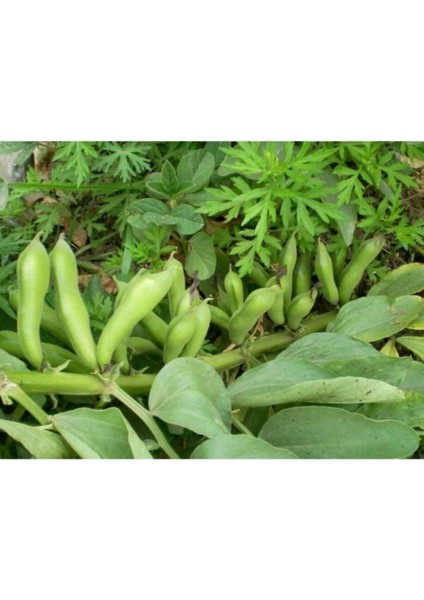 Sakız Bakla Tohumu Yerli Sakız Bakla Tohumu 15 Adet Dev Tohum Bakla Tohumu fırsatları