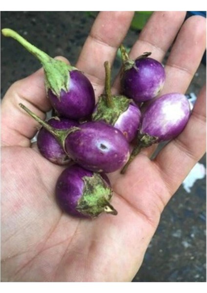 Mini Mor Patlıcan Tohum İthal Nadir Thayland Patlıcanı 5 Adet Tohum modelleri