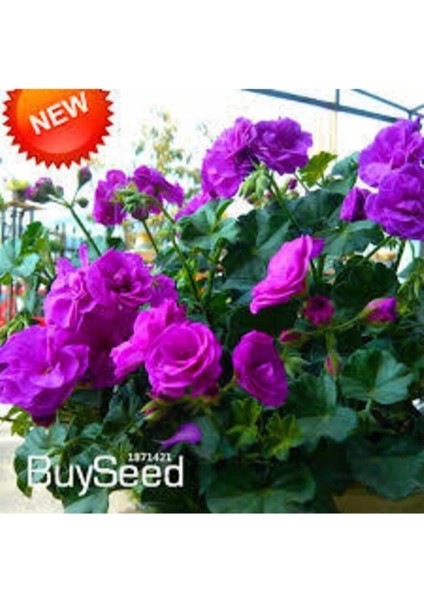 5 Adet Tohum Nadir Mor Gül Tohumu Organik Bahçe Gülü Mor Gül Tohumu Saksı Toprak Hediyemizdir